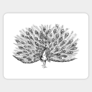 Peacock image Sticker